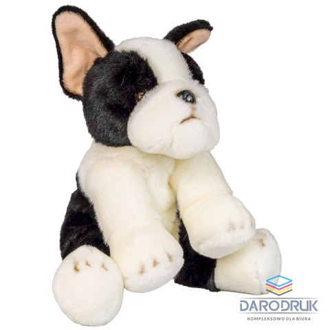 Anek Pluszak pies Boston terrier [mm:] 300 Anek (844404BS)