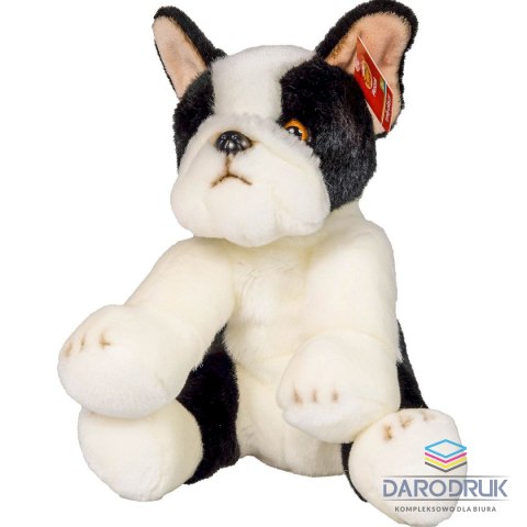 Anek Pluszak pies Boston terrier [mm:] 300 Anek (844404BS)