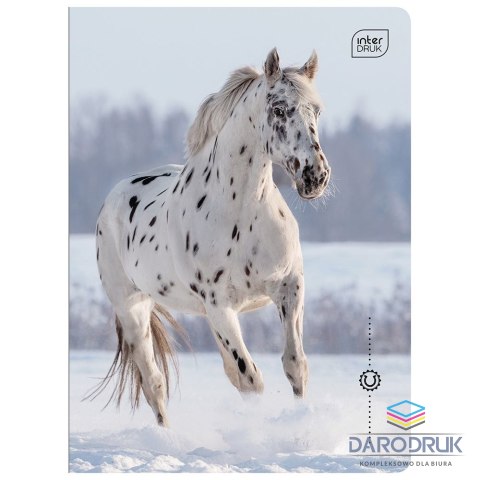 Interdruk Zeszyt A5 WILD HORSES 16k. 70g linia kolor Interdruk