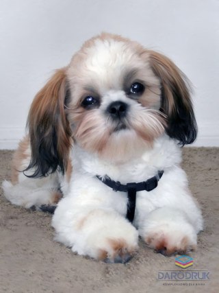 Flamingo Line Zestaw kreatywny Diamentowa mozaika 30x40cm Shih tzu Flamingo Line (1(98))
