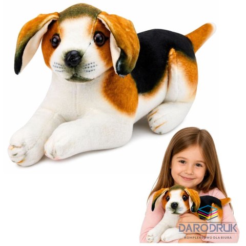 Best Way Pluszak Piesek Beagle [mm:] 250 Best Way (28884)