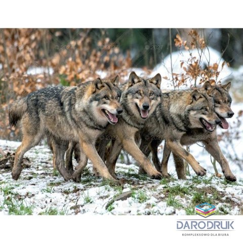 Lucrum Kalendarz ścienny DZIKA PRZYRODA 13-planszowe A3+ 320mm x 470mm Lucrum (RW07)