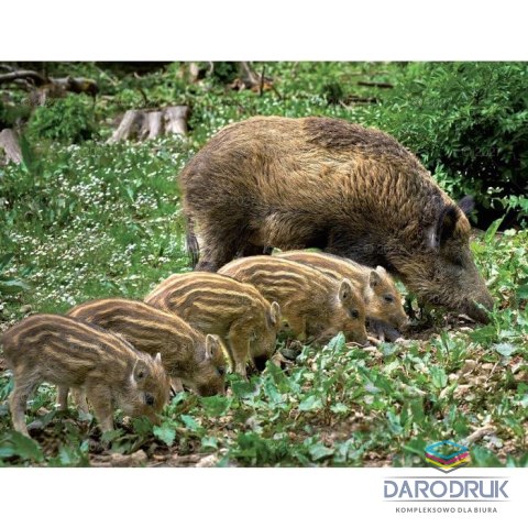 Lucrum Kalendarz ścienny DZIKA PRZYRODA 13-planszowe A3+ 320mm x 470mm Lucrum (RW07)