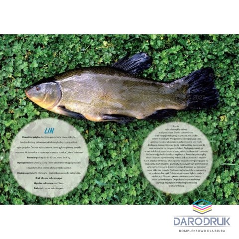 Lucrum Kalendarz ścienny WĘDKARSKI 13-planszowe 320mm x 470mm Lucrum (RW14)
