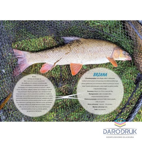 Lucrum Kalendarz ścienny WĘDKARSKI 13-planszowe 320mm x 470mm Lucrum (RW14)