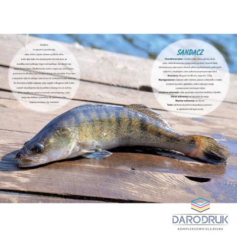 Lucrum Kalendarz ścienny WĘDKARSKI 13-planszowe 320mm x 470mm Lucrum (RW14)