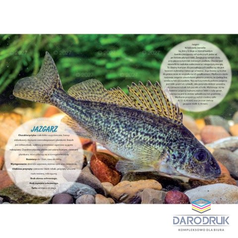Lucrum Kalendarz ścienny WĘDKARSKI 13-planszowe 320mm x 470mm Lucrum (RW14)