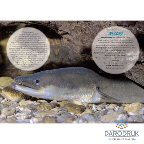 Lucrum Kalendarz ścienny WĘDKARSKI 13-planszowe 320mm x 470mm Lucrum (RW14)