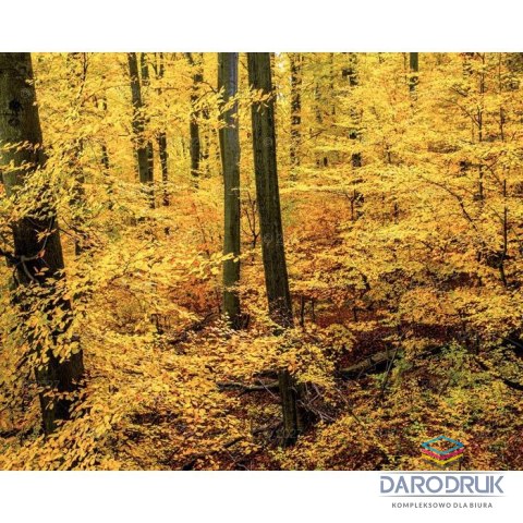 Lucrum Kalendarz ścienny LASY POLSKIE 13-planszowe A3+ 320mm x 470mm Lucrum (RW06)