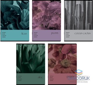 Top 2000 Zeszyt A5 BOTANY 60k. 70g krata Top 2000 (400182432)
