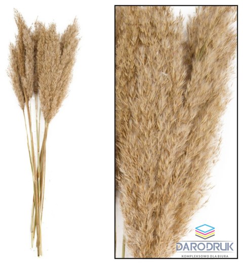 Home And Garden Kwiaty Trawa Plume 80-90cm 12-14szt naturalna Home And Garden (3052)